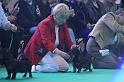 Crufts_dachshunds 136